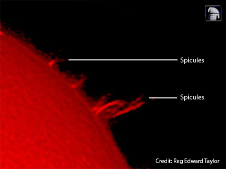 spicules