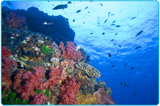 Great Barrier Reef1