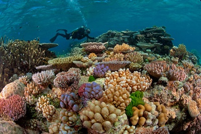 Great Barrier Reef2