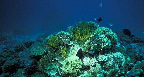 reef