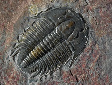 trilobite