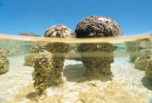 stromatolites