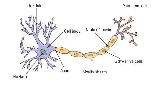 neuron