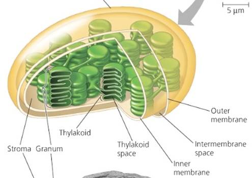 chloroplast structure and function masteringbiology cytosol