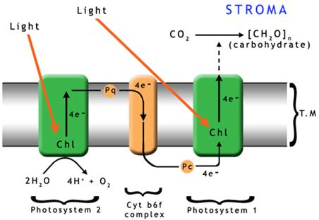 Photosystems and electron flow