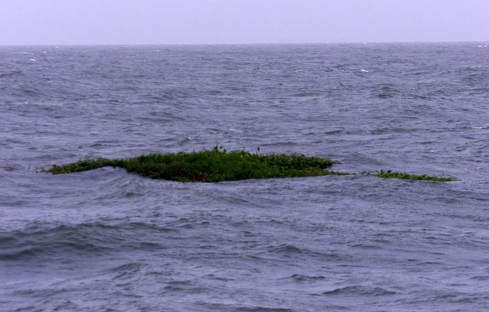 floatingvegetation mat