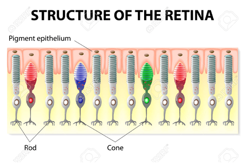 retina