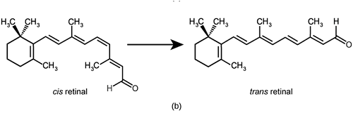 retinal molecule