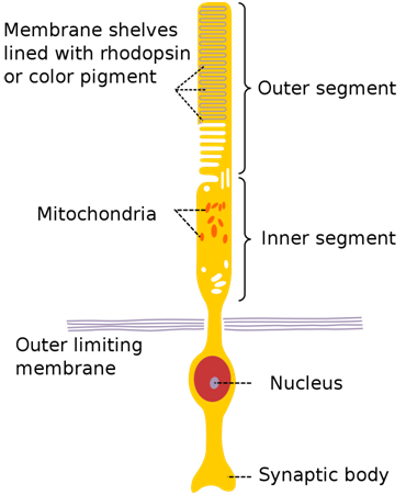 rod,cone